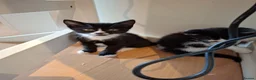 Mixed Breed cats for sale: Kittens for sale - Advert 17
