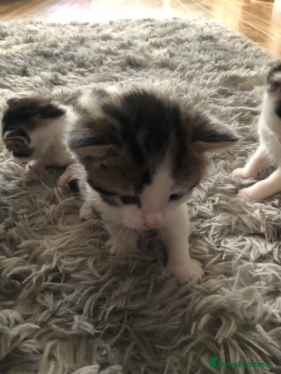 Mixed Breed cats for sale: Black and white kittens  - Advert 3