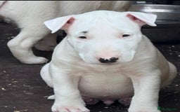 English Bull Terrier dogs for sale: English Bull Terrier Pup - Image 1