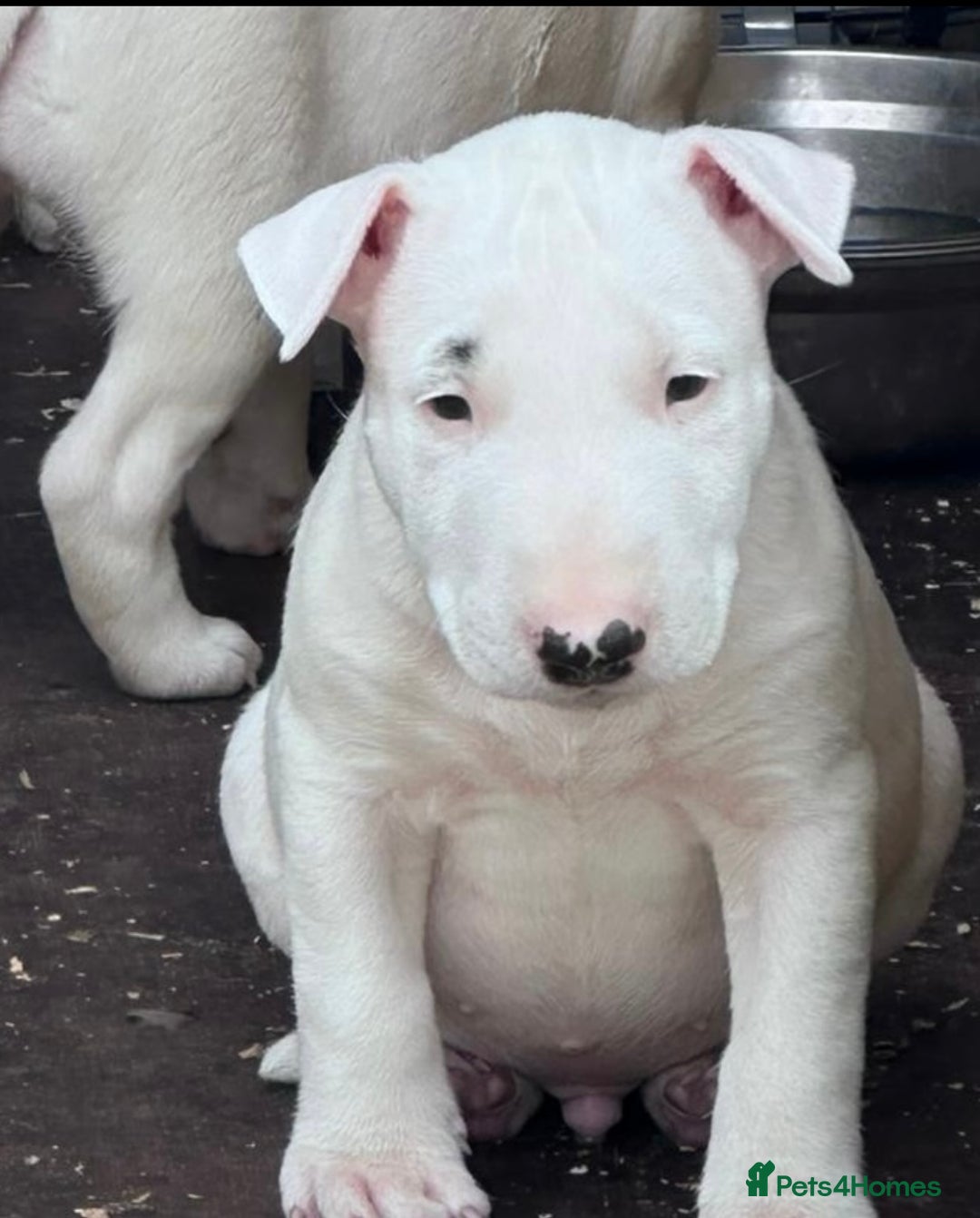 English Bull Terrier dogs for sale: English Bull Terrier Pup - Image 1
