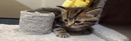 Mixed Breed cats for sale: Adorable Fluffy Tabby MaineCoon mixed Kitten🐱💕  - Advert 11