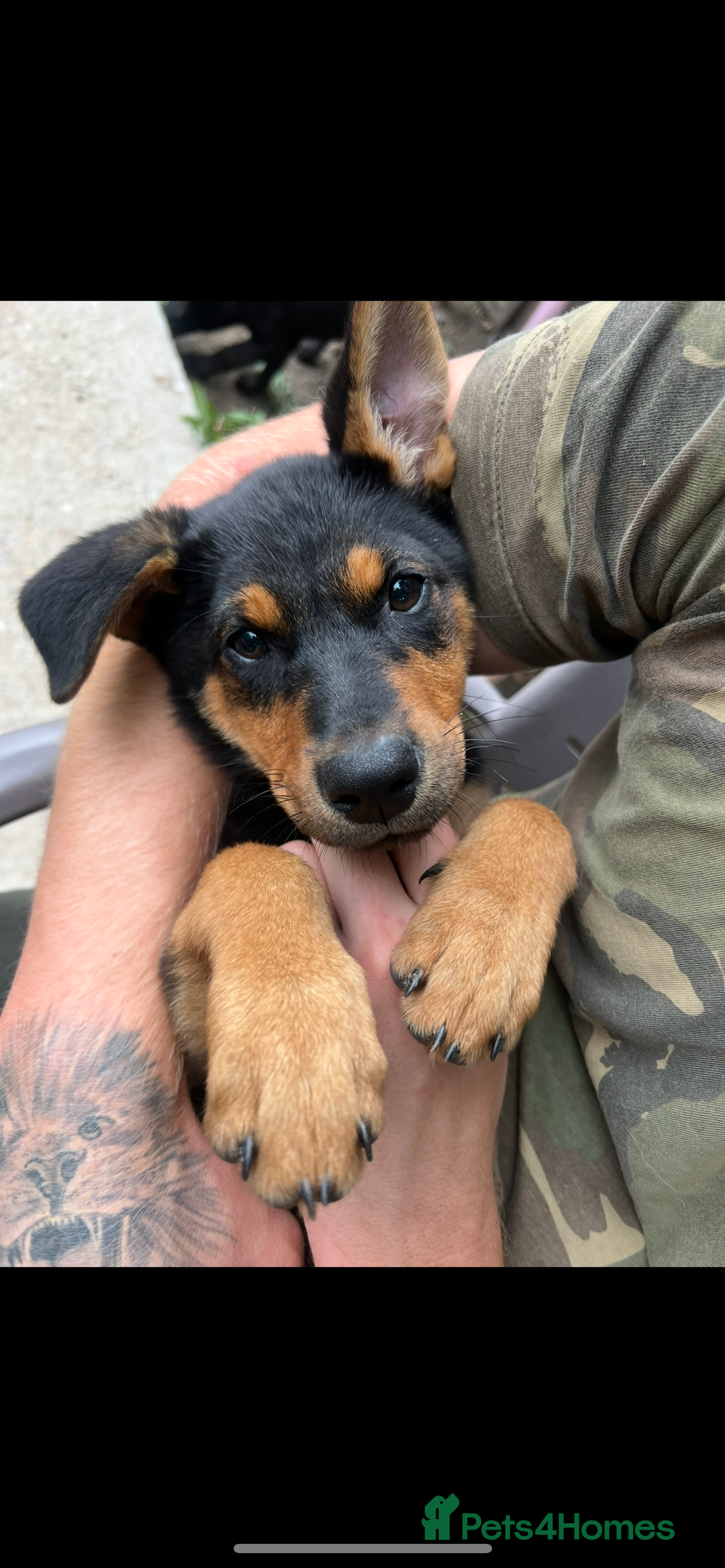 Labrador Retriever dogs for sale: Bella 💖 black with tan patches Labrador in Cobham - Image 1