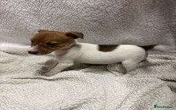 Jack Russell dogs for sale: 4 jack Russell puppies  - Advert 12
