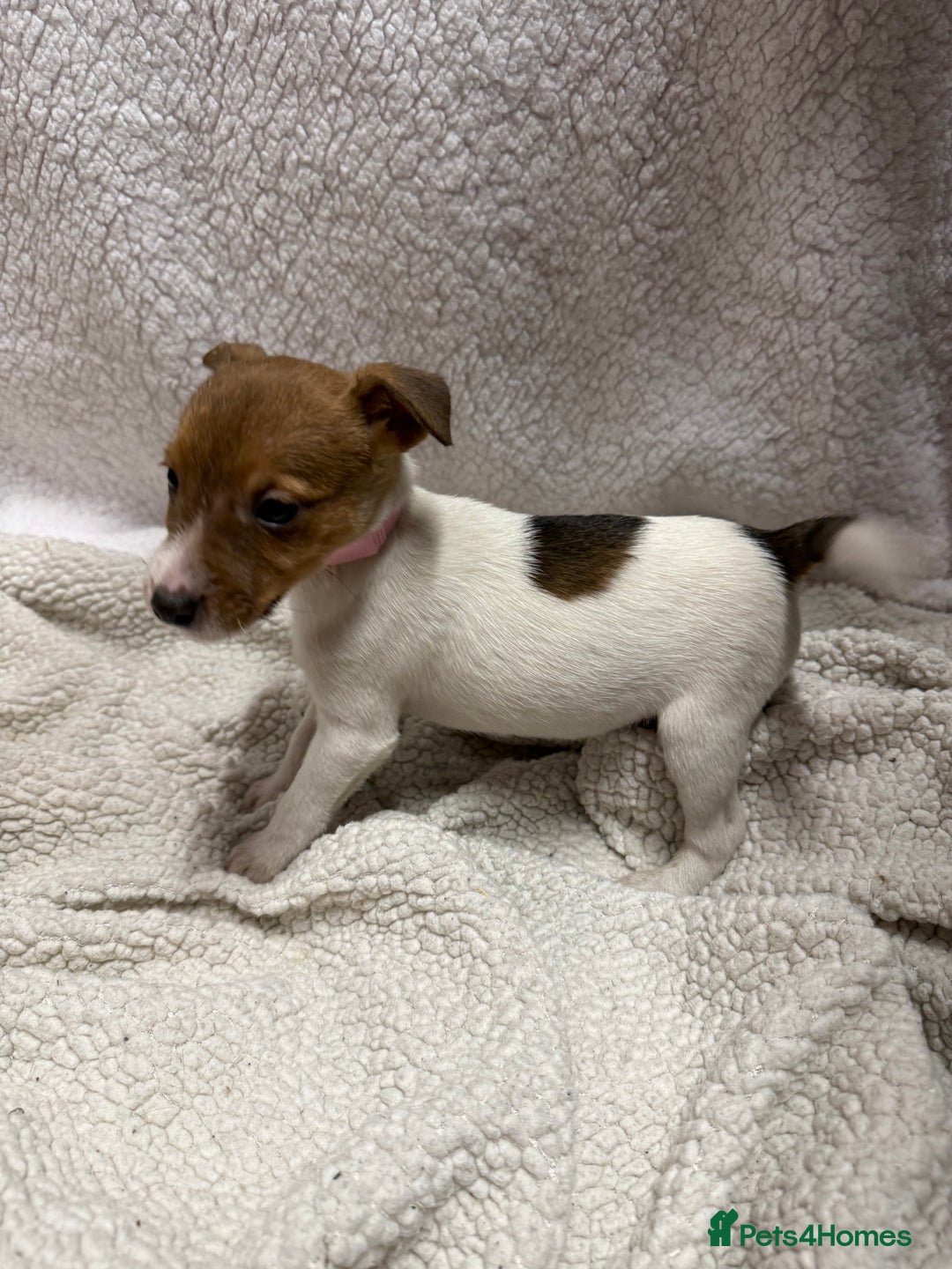 Jack Russell dogs for sale: 4 jack Russell puppies  - Advert 12