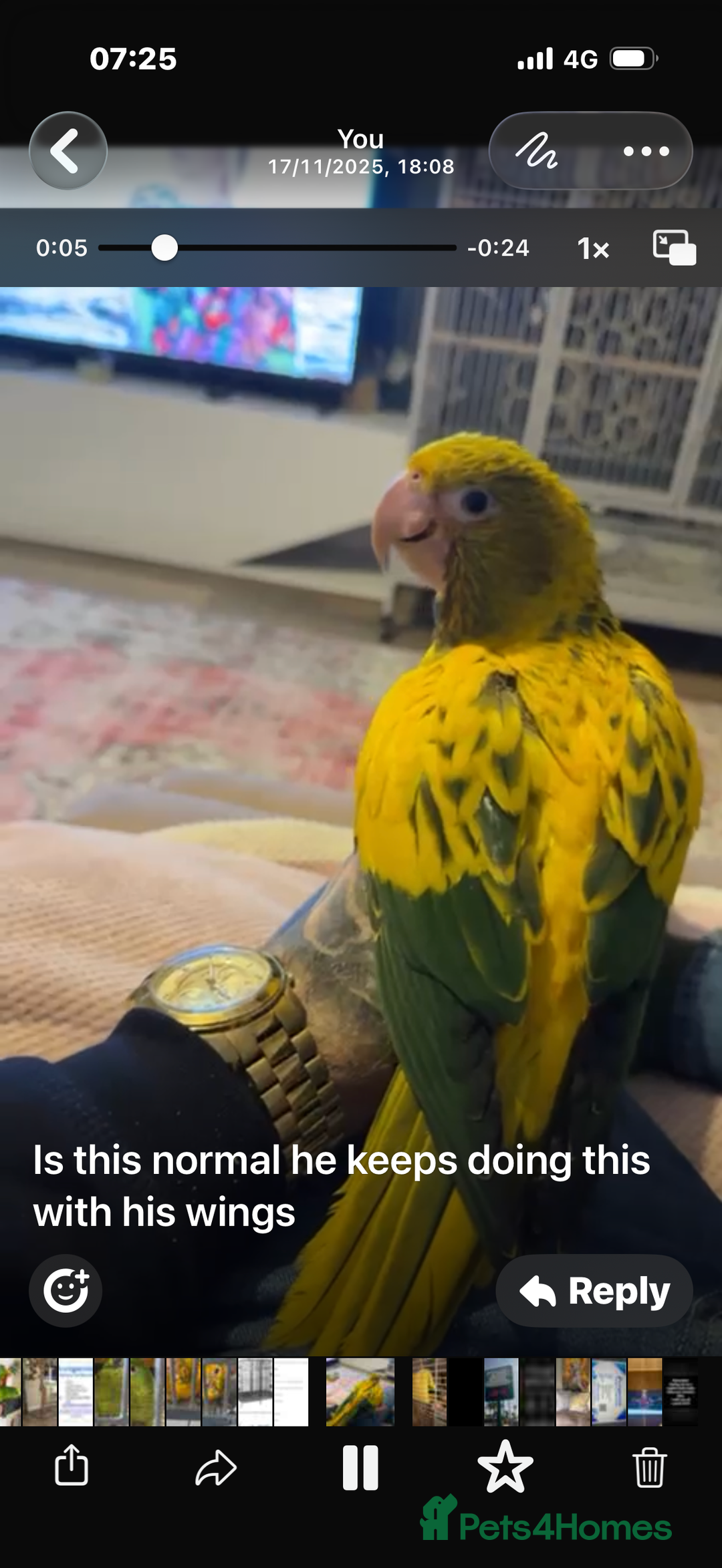 Conures birds for sale: Queen of Bavaria conure (golden conure) - Advert 3