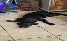 Labrador Retriever dogs for sale: Luna Labrador retriever - Image 2