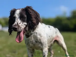 Sprocker dogs Stunning Sprocker Puppies - Advert 1