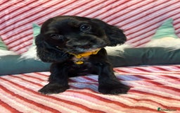 Cocker Spaniel dogs for sale: Cocker Spaniel Girls  - Advert 7