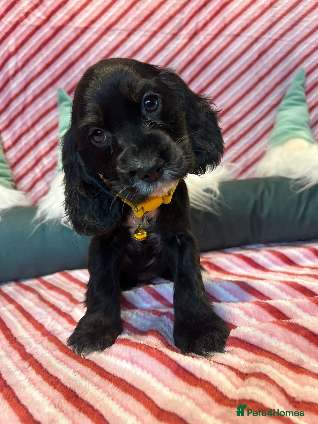Cocker Spaniel dogs for sale: Cocker Spaniel Girls  - Advert 7