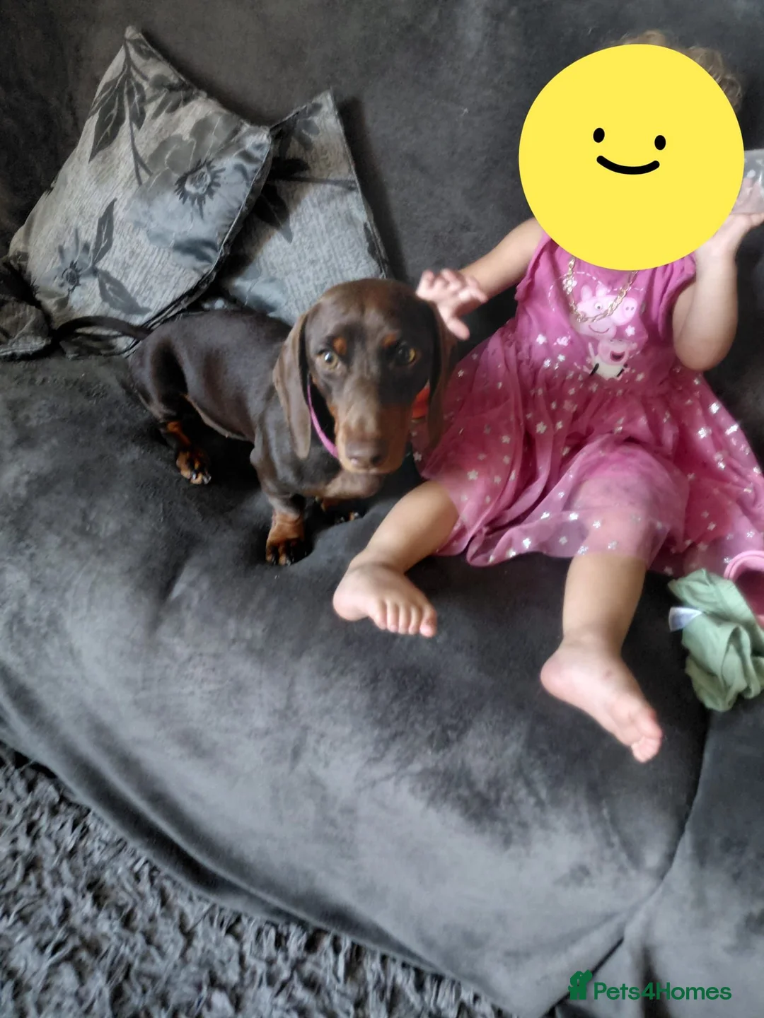 Dachshund dogs for sale: Chocolate dachshund puppy for sale in London - Advert 2