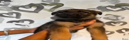 German Shepherd dogs for sale: Beautiful German Shepherd Puppies  - Advert 10