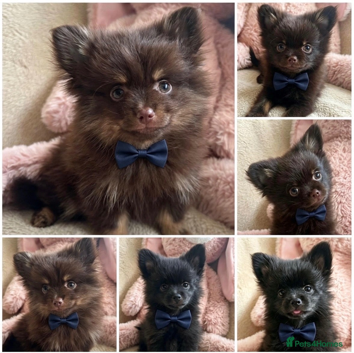 Pomchi dogs 💕last handsome baby boy💕 - Advert 2