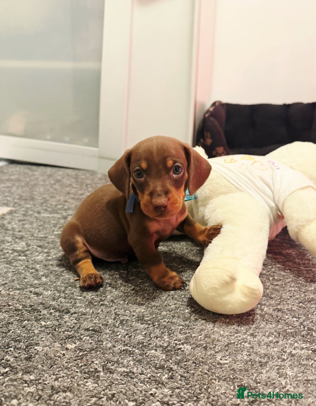 Dachshund dogs for sale: READY FOR NEW HOME 🐶 - Advert 19