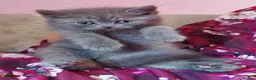 British Shorthair cats for sale: Variety of colours kittens Bradford  - Advert 8