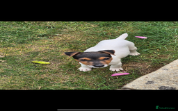 Jack Russell dogs for sale: Jack russel puppies  - Image 12