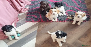 Cockapoo dogs - Advert 2