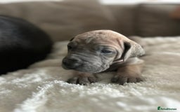 Great Dane dogs for sale: Great dane puppies for sale  - Image 8