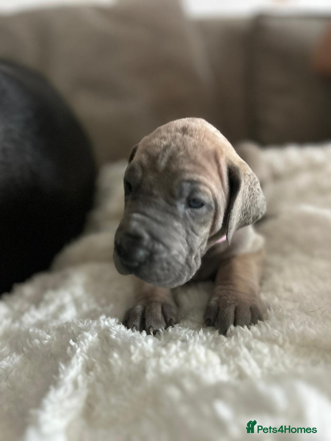 Great Dane dogs for sale: Great dane puppies for sale  - Image 8