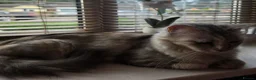 Mixed Breed cats for sale: Mixed ragdoll  - Advert 7