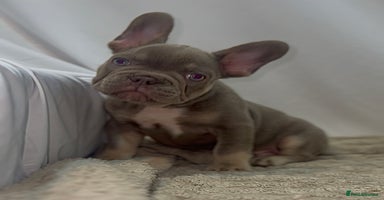 French Bulldog dogs 💕🐾 Stunning French bulldogs 🐾💕 - Advert 10
