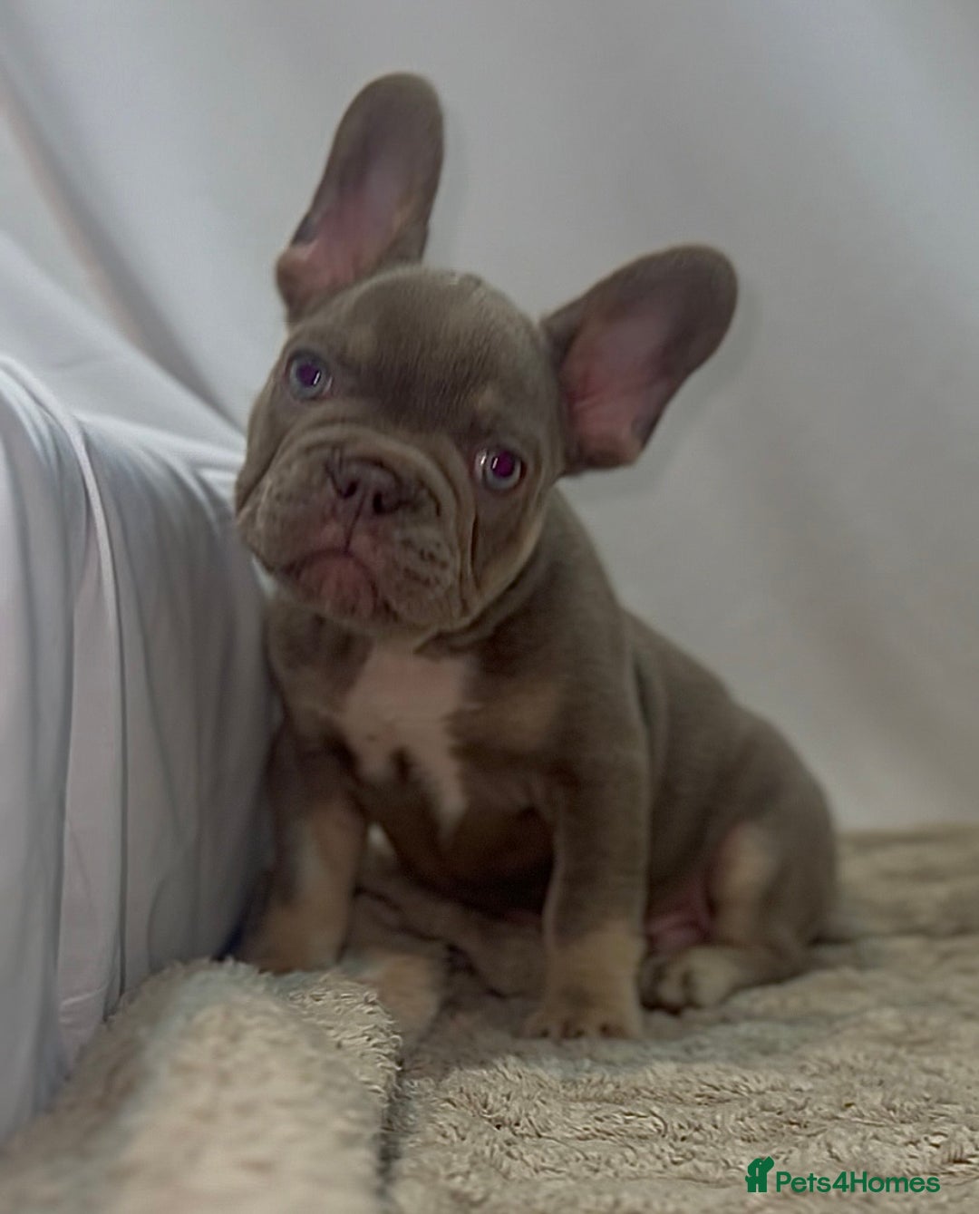 French Bulldog dogs for sale: 💕🐾 Stunning French bulldogs 🐾💕 - Advert 2