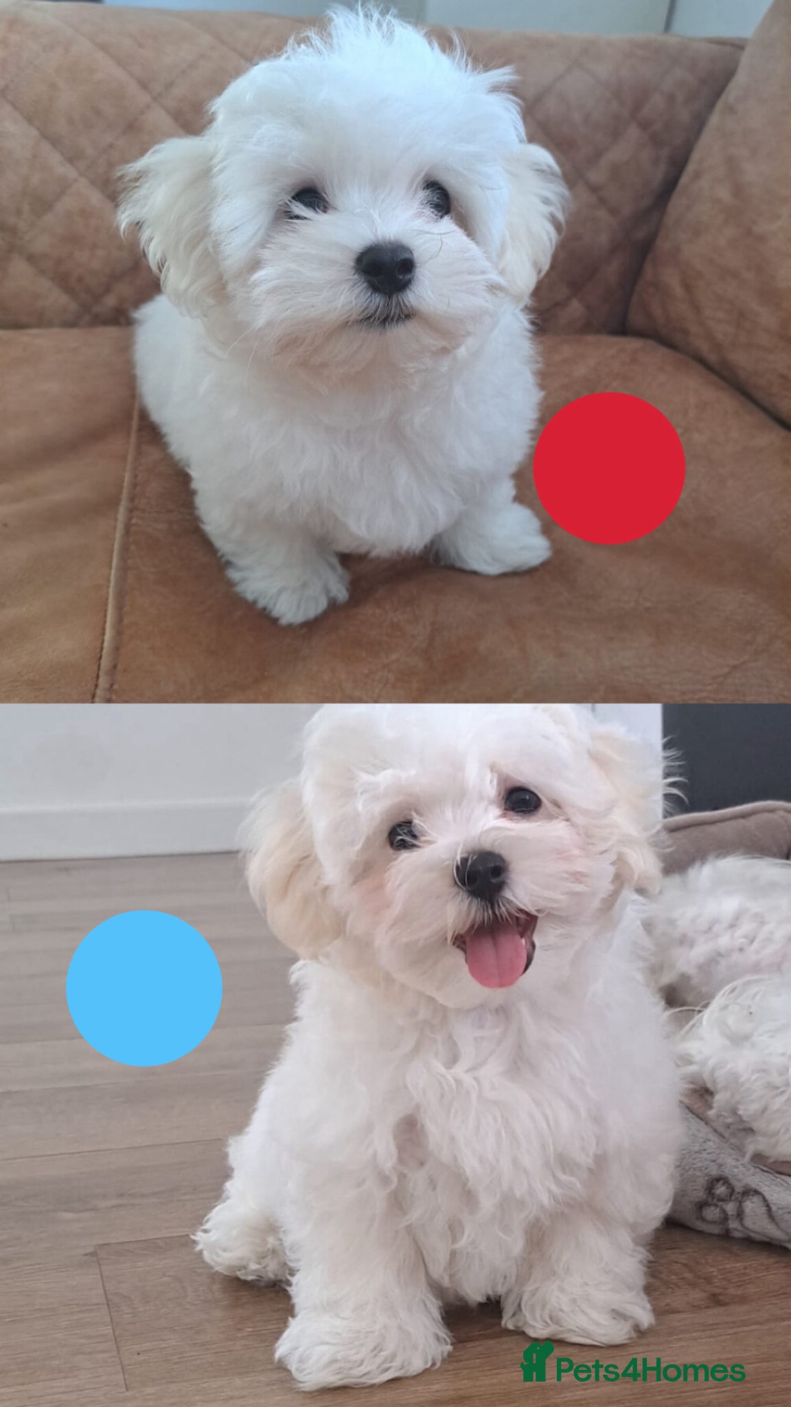 Maltese dogs 🐾❤️Beautiful Maltese Puppies For Sale❤️🐶 - Advert 1