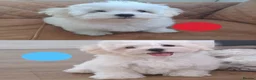Maltese dogs for sale: 🐾❤️Beautiful Maltese Puppies For Sale❤️🐶 - Advert 1