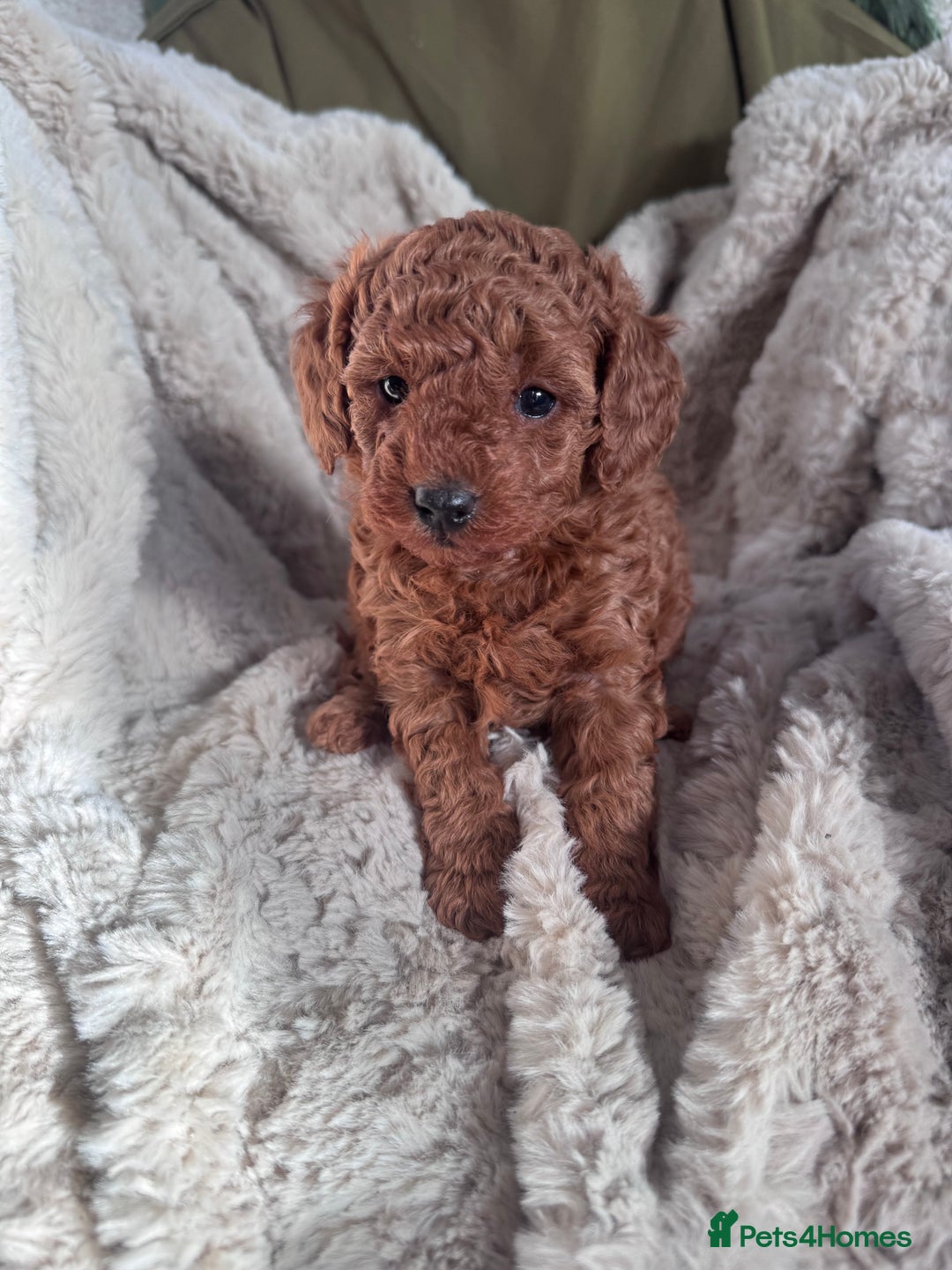 Toy Poodle dogs for sale: Mini KC red toy poodle  - Advert 5