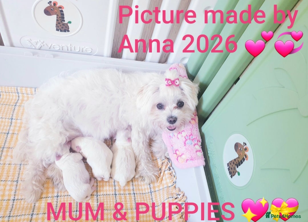 Maltese dogs Maltese ♡ Pedigree ♡  - Advert 1