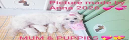 Maltese dogs for sale: Maltese ♡ Pedigree ♡  - Advert 1