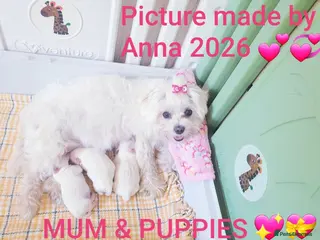 Maltese dogs Maltese ♡ Pedigree ♡ - Advert 1