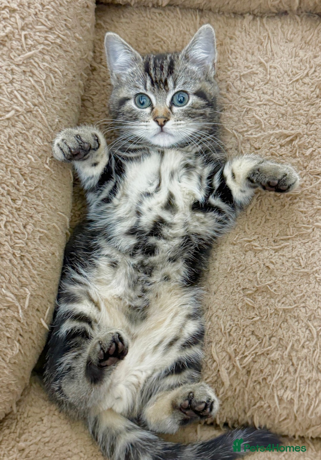 Mixed Breed cats for sale: GORGEOUS KITTENS  - Advert 5