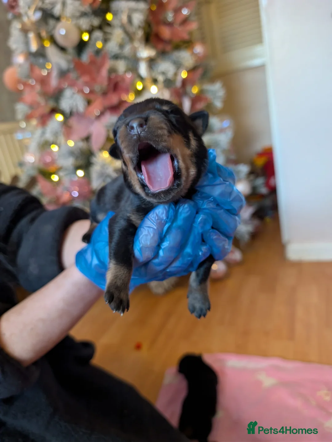 Rottweiler dogs for sale: Female ready to leave 23rd February  - Advert 3