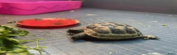 Tortoise reptiles for sale: Tortoise for sale with full setup - Advert 5