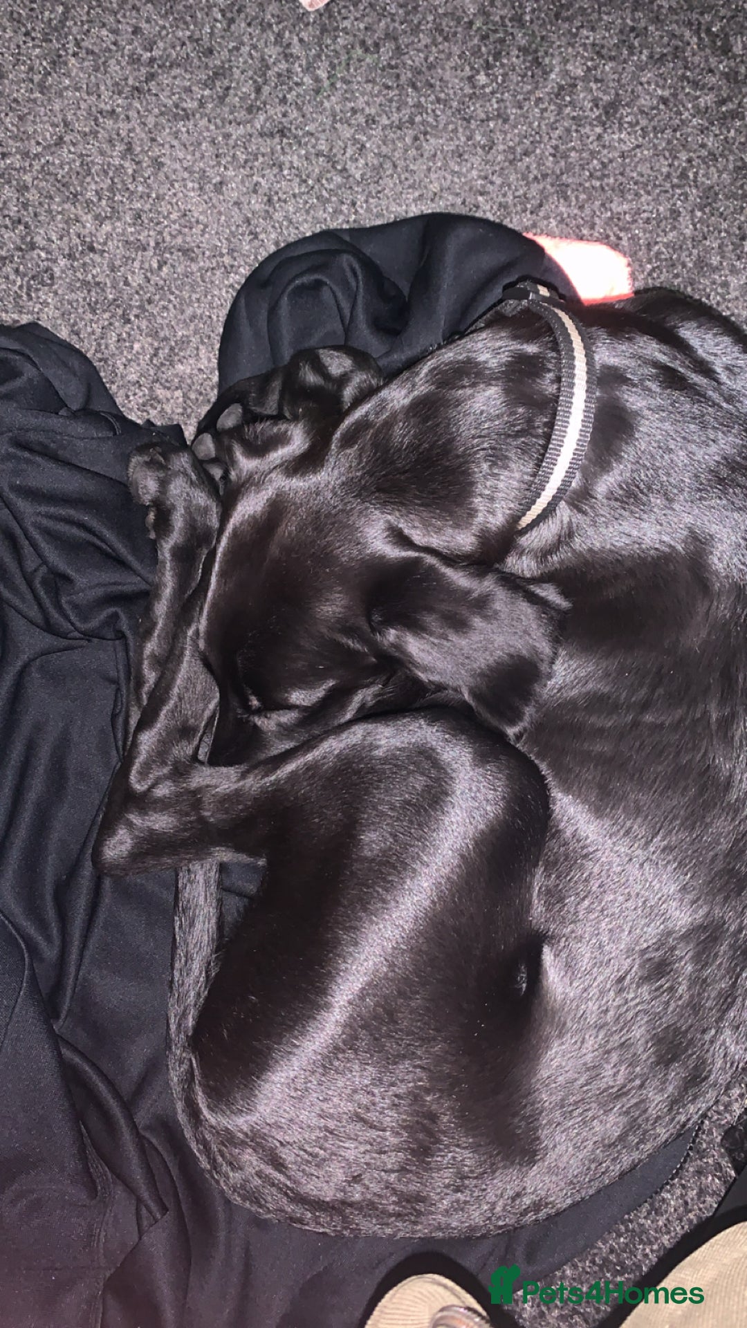 Mixed Breed dogs for sale: German pointer x saluki - Advert 3