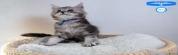 Maine Coon cats for sale: Stunning Maine Coon Kittens - Advert 5
