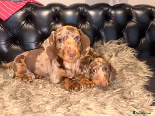 Dachshund dogs Dachshund puppies - Advert 1