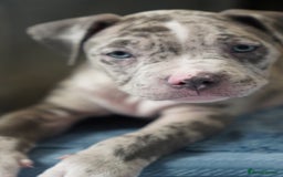 Dorset Olde Tyme Bulldogge dogs for sale: Olde Tyme Bulldog Cross Puppies - Ready Now - Image 7