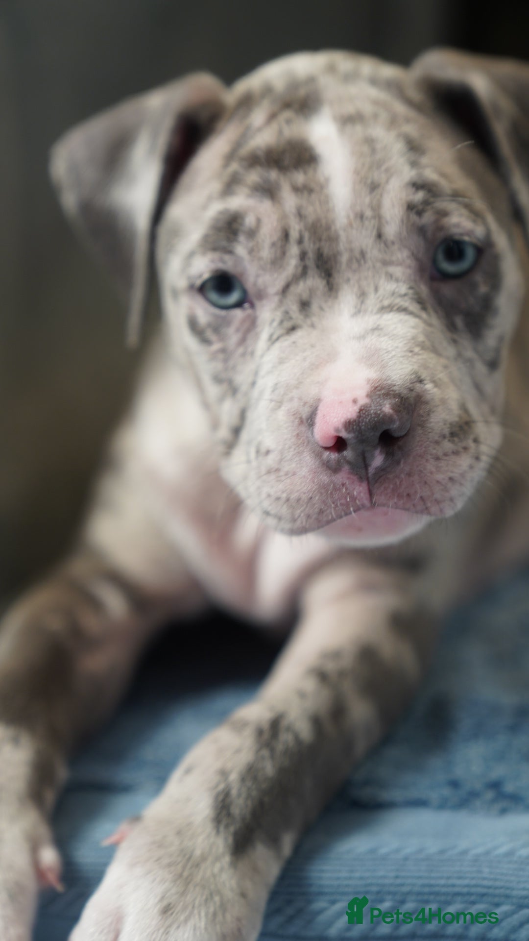 Dorset Olde Tyme Bulldogge dogs for sale: Olde Tyme Bulldog Cross Puppies - Ready Now - Image 7