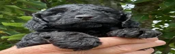 Cockapoo dogs for sale: Cockapoo puppies Red & Black ready 15 Aug - Advert 19