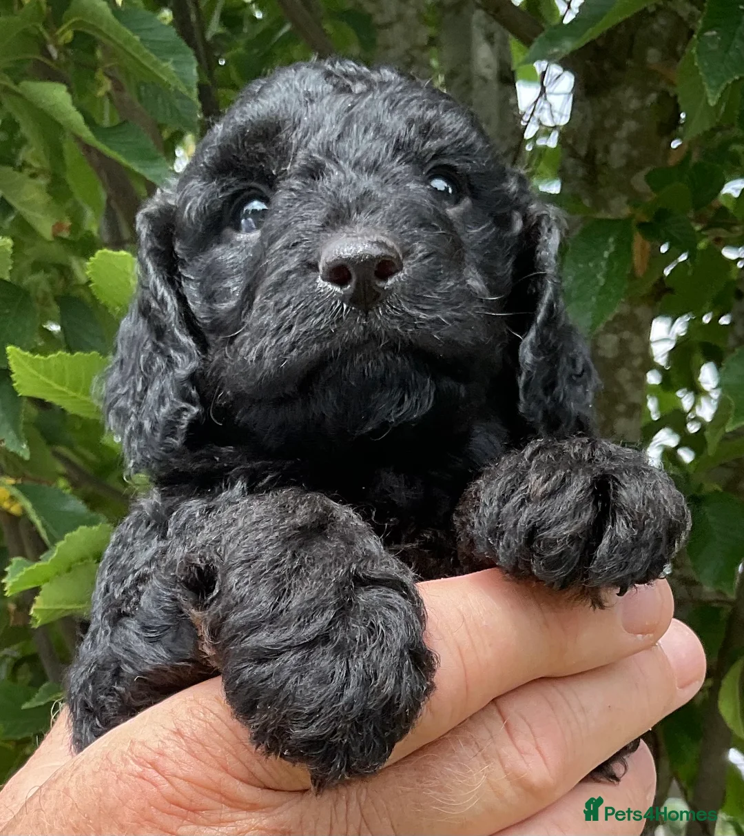 Cockapoo dogs for sale: Cockapoo puppies Red & Black ready 15 Aug - Advert 19