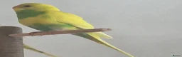 Parrots birds for sale: Raised Parrots Ready to Join Your Family in Stoke-on-Trent - Advert 6