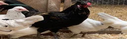 Chickens poultry for sale: Ameraucana / Aracuanna Cockrel For Sale - Advert 1