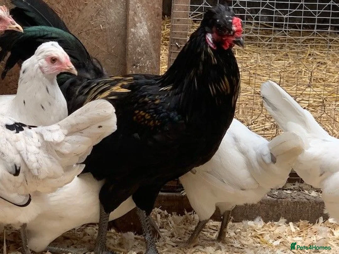 Chickens poultry for sale: Ameraucana / Aracuanna Cockrel For Sale - Advert 1
