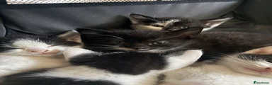 Domestic Shorthair 4