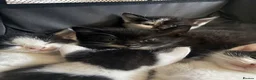 Domestic Shorthair cats for sale: Black and white domestic shorthair kittens - Advert 3