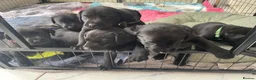 Labrador Retriever dogs for sale: labrador puppies - Advert 9