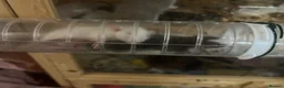 Rat rodents for sale: Baby dumbo rats  in Grantham - Advert 2