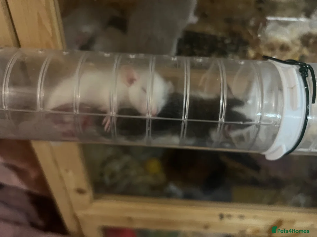 Rat rodents for sale: Baby dumbo rats  in Grantham - Advert 2