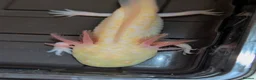Axolotl reptiles for sale: Beautiful hypo baby Axolotls available last few  - Advert 6